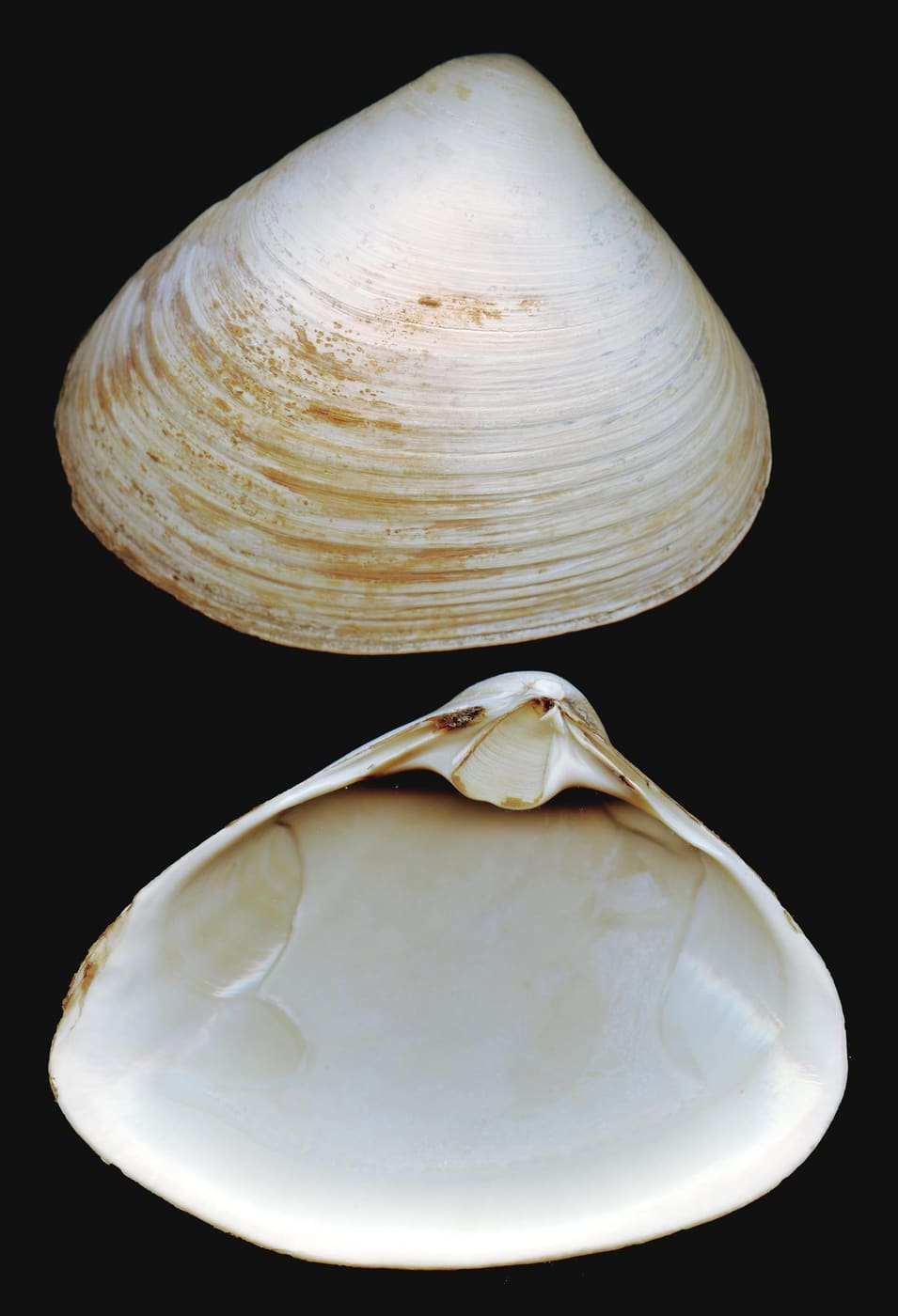 Atlantic Surfclam (Spisula solidissima) — Ocean City, Maryland