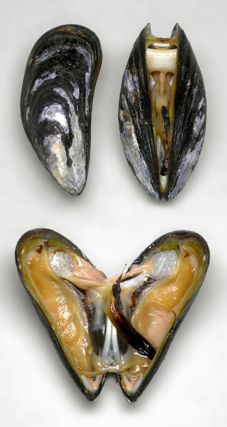 Blue Mussel (Mytilus edulis) — Ocean City, Maryland