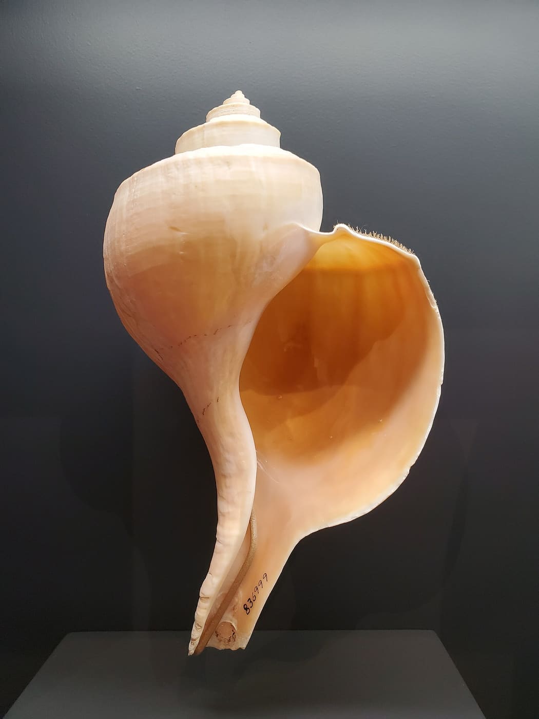 Channeled Whelk (Busycotypus canaliculatus) — Ocean City, Maryland