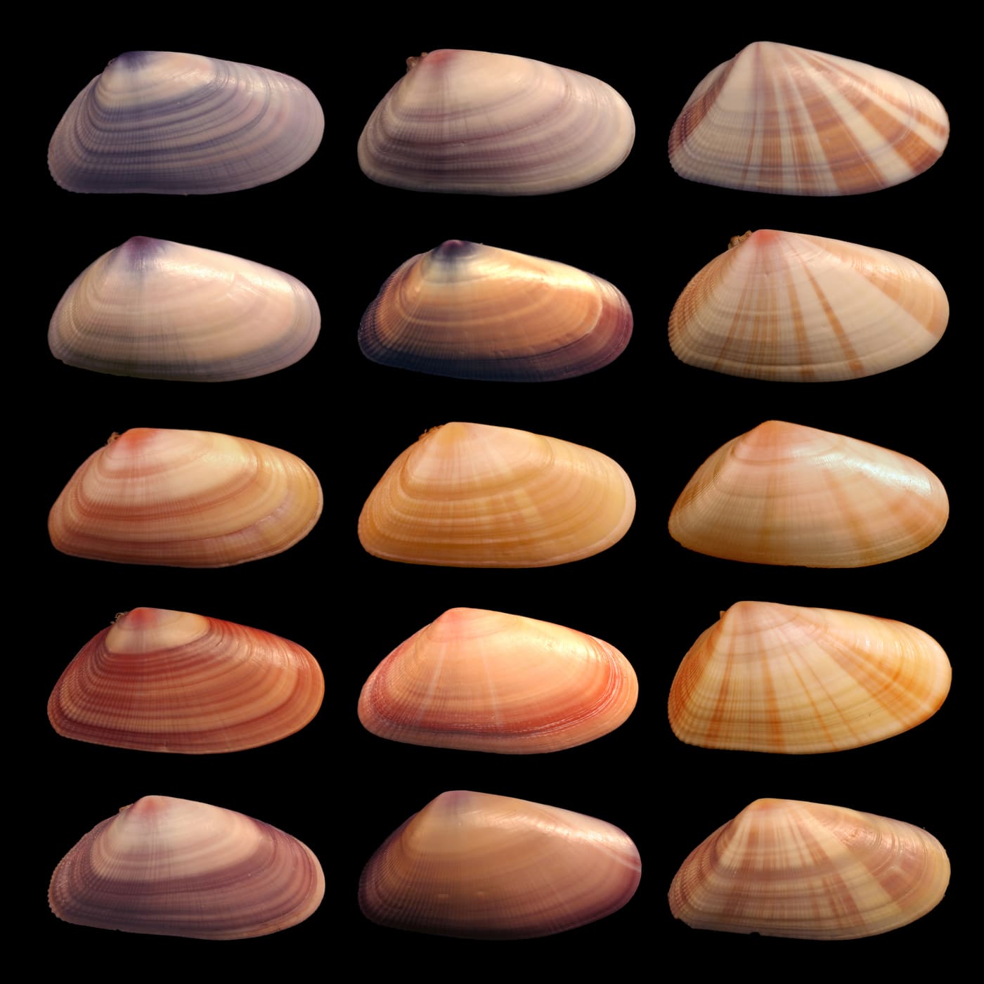Coquina Clam (Donax variabilis) — Ocean City, Maryland