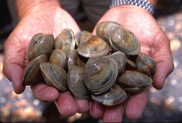 Hard Clam (Mercenaria mercenaria) — Ocean City, Maryland