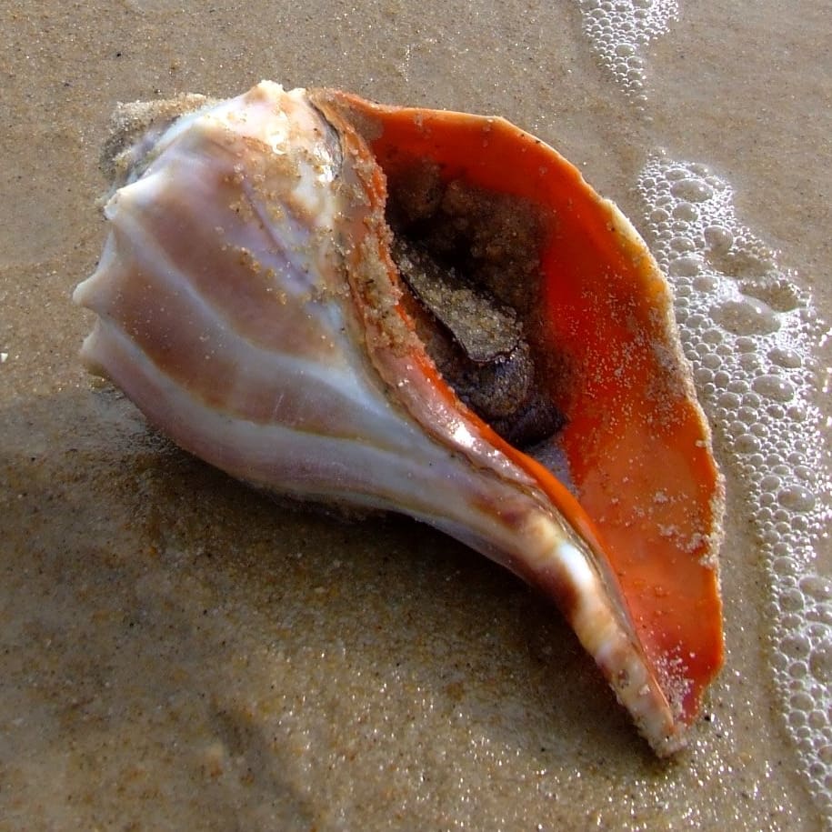 Knobbed Whelk (Busycon carica) — Ocean City, Maryland