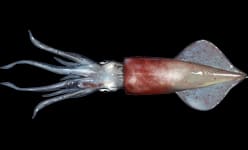 Longfin Squid (Doryteuthis pealeii) — Ocean City, Maryland