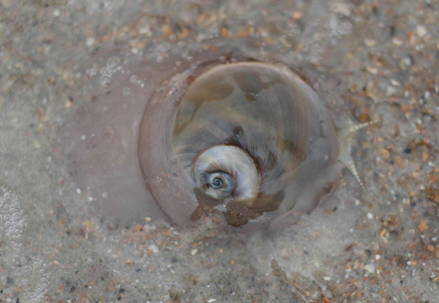 Northern Moon Snail (Neverita duplicata) — Ocean City, Maryland