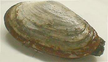 Soft-shell Clam (Mya arenaria) — Ocean City, Maryland