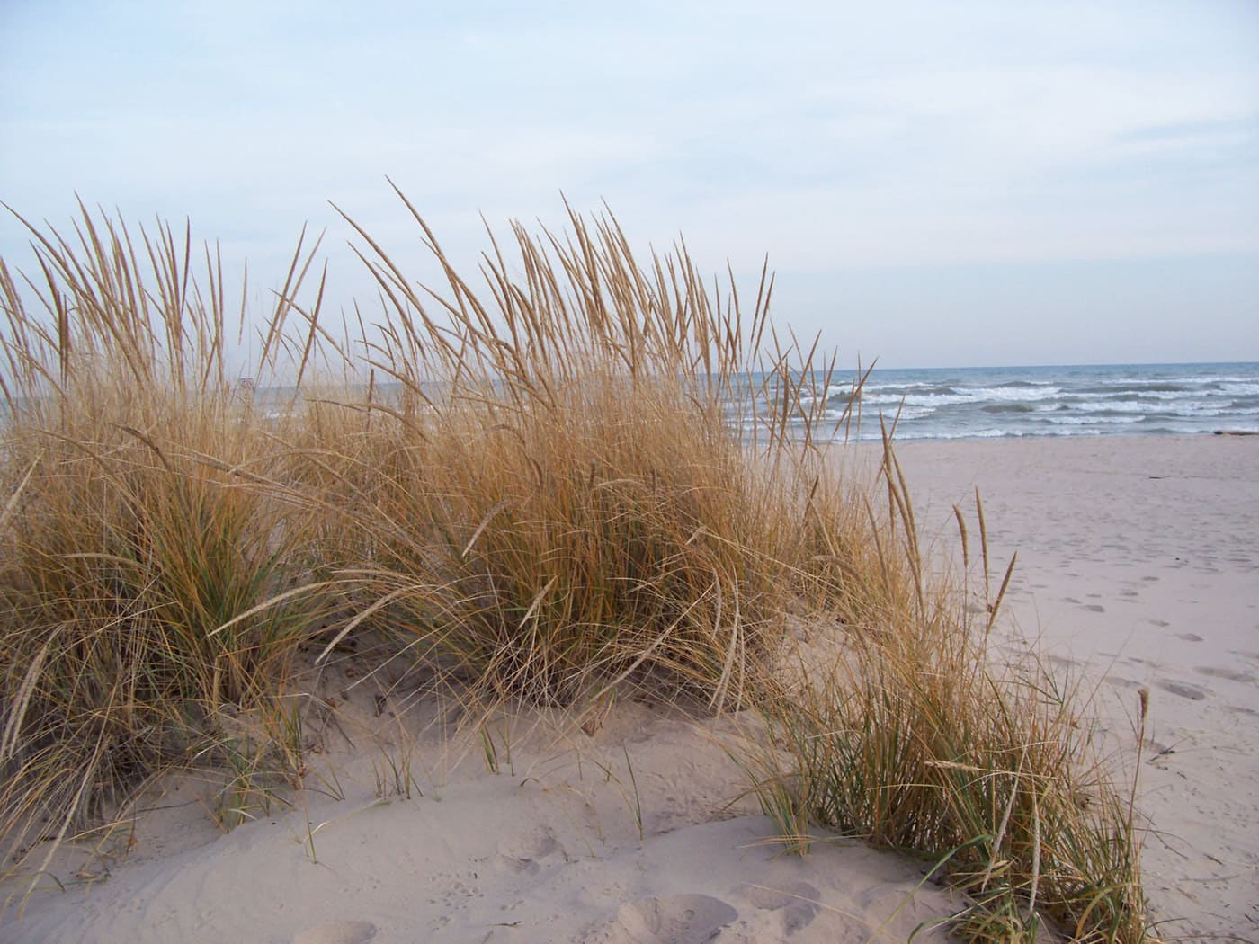 American Beachgrass (Ammophila breviligulata) — Ocean City, Maryland