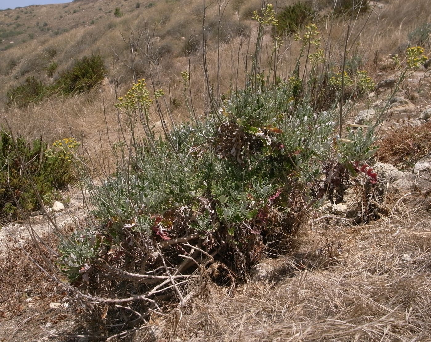 Dusty Miller (Jacobaea maritima) — Ocean City, Maryland