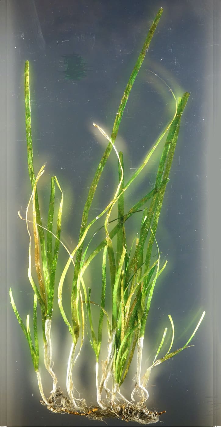 Eelgrass (Zostera marina) — Ocean City, Maryland