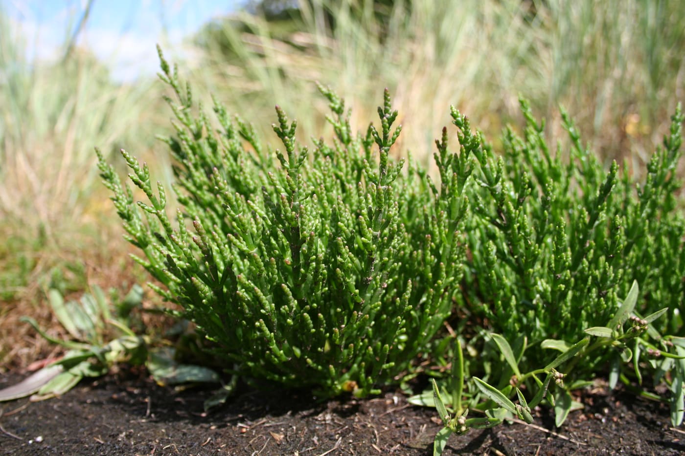 Glasswort (Salicornia) — Ocean City, Maryland