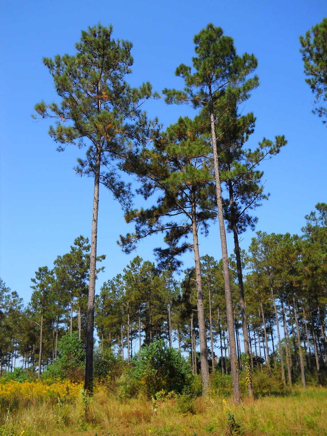 Loblolly Pine (Pinus taeda) — Ocean City, Maryland