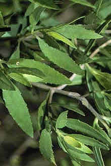 Marsh Elder (Iva frutescens) — Ocean City, Maryland