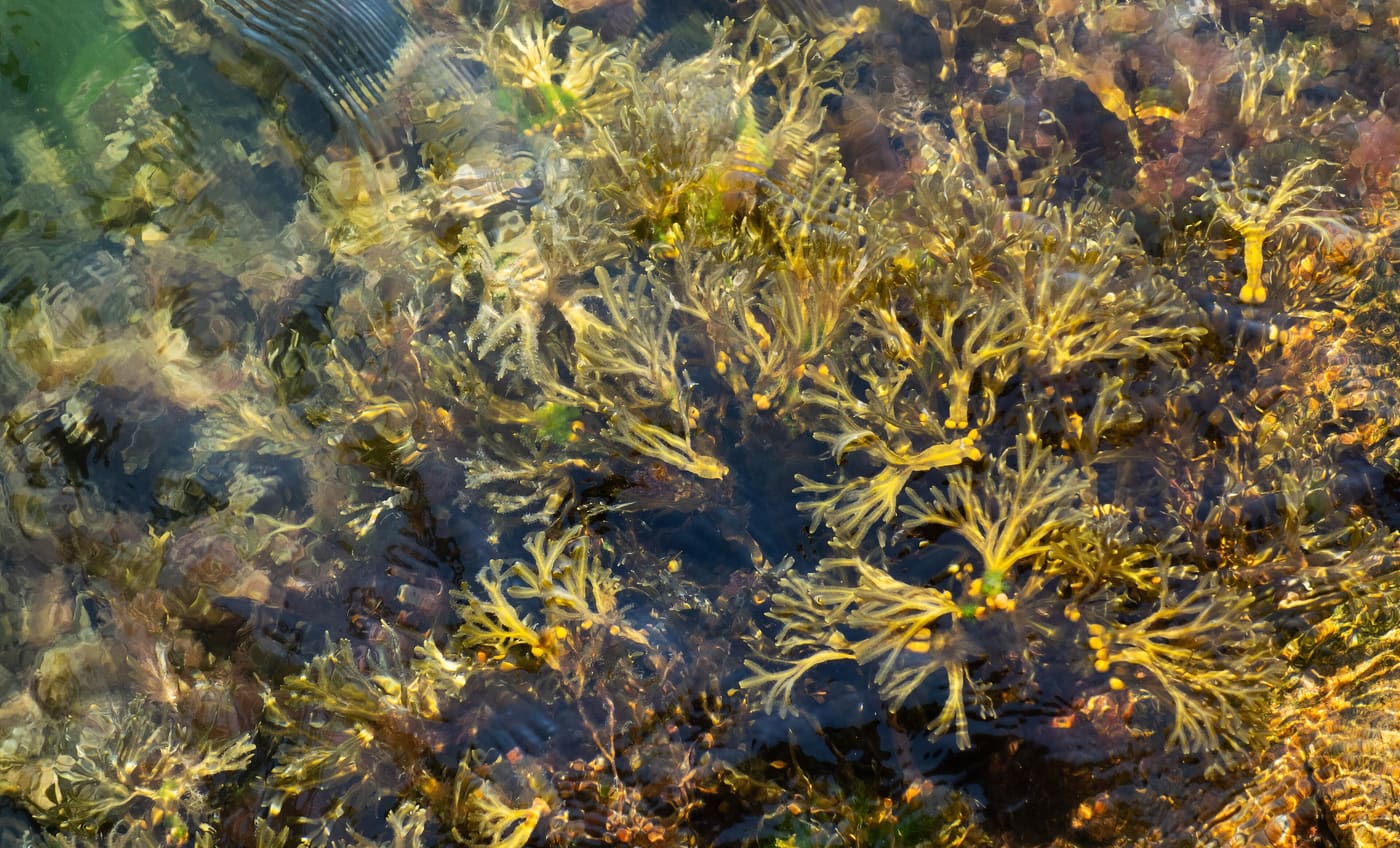 Rockweed (Fucus vesiculosus) — Ocean City, Maryland