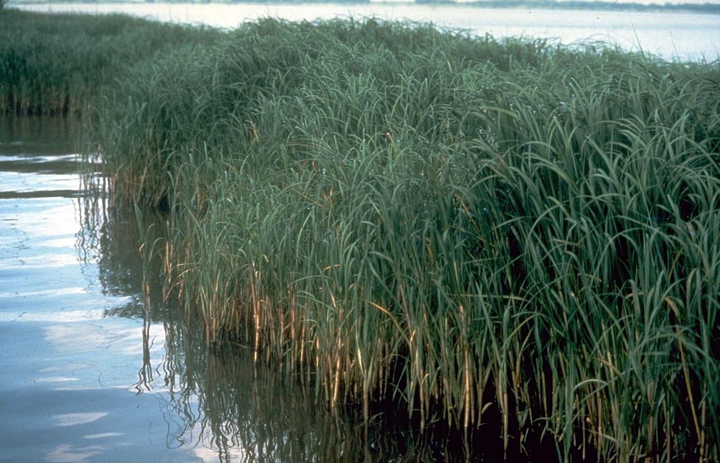Smooth Cordgrass (Sporobolus alterniflorus) — Ocean City, Maryland