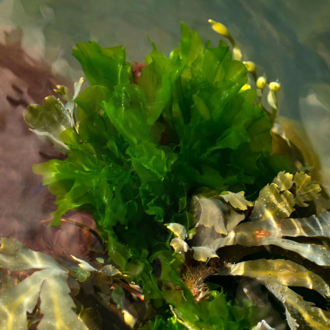 Sea Lettuce (Ulva lactuca) — Ocean City, Maryland