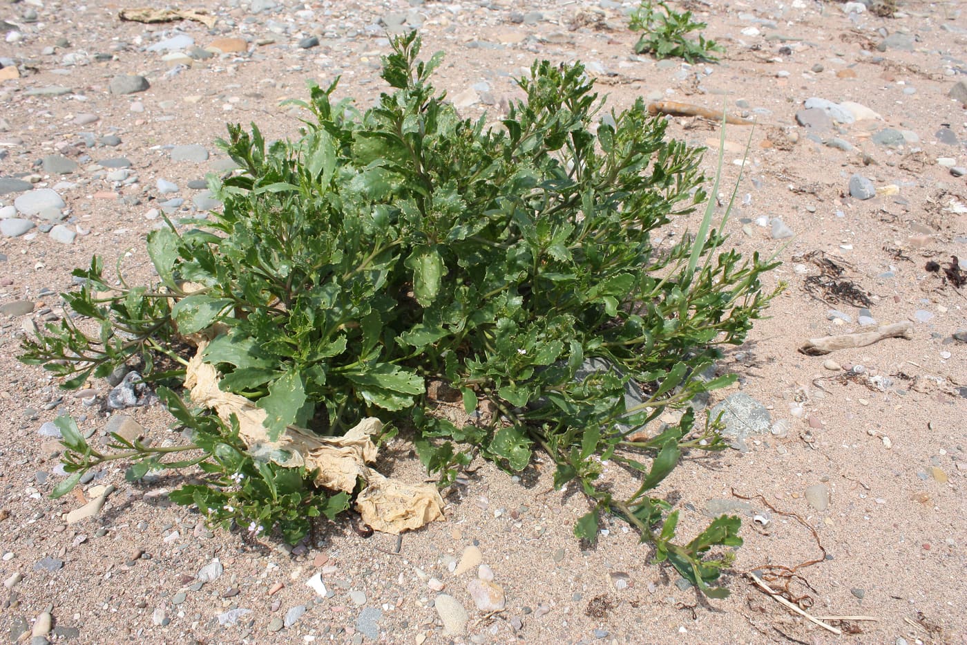 Sea Rocket (Cakile edentula) — Ocean City, Maryland