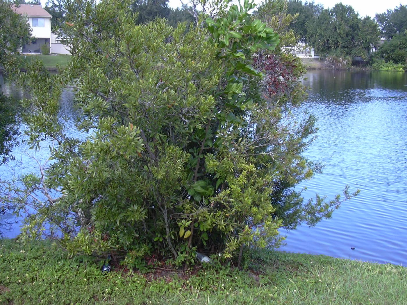 Southern Wax Myrtle (Morella cerifera) — Ocean City, Maryland