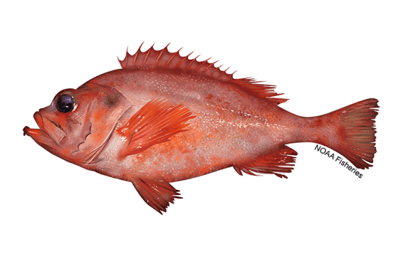Acadian Redfish (Sebastes fasciatus) — Ocean City, Maryland