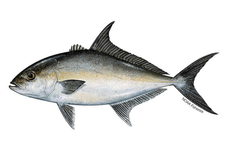 Almaco Jack (Seriola rivoliana) — Ocean City, Maryland