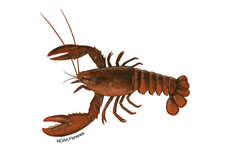 American Lobster (Homarus americanus) — Ocean City, Maryland