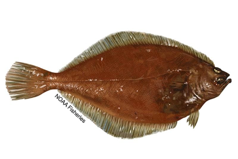 American Plaice (Hippoglossoides platessoides) — Ocean City, Maryland