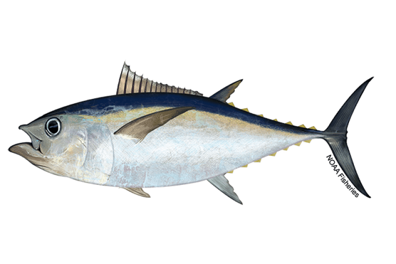 Atlantic Bigeye Tuna (Thunnus obesus) — Ocean City, Maryland