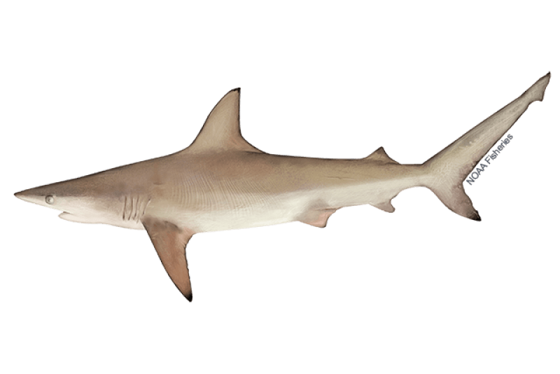 Atlantic Blacktip Shark (Carcharhinus limbatus) — Ocean City, Maryland