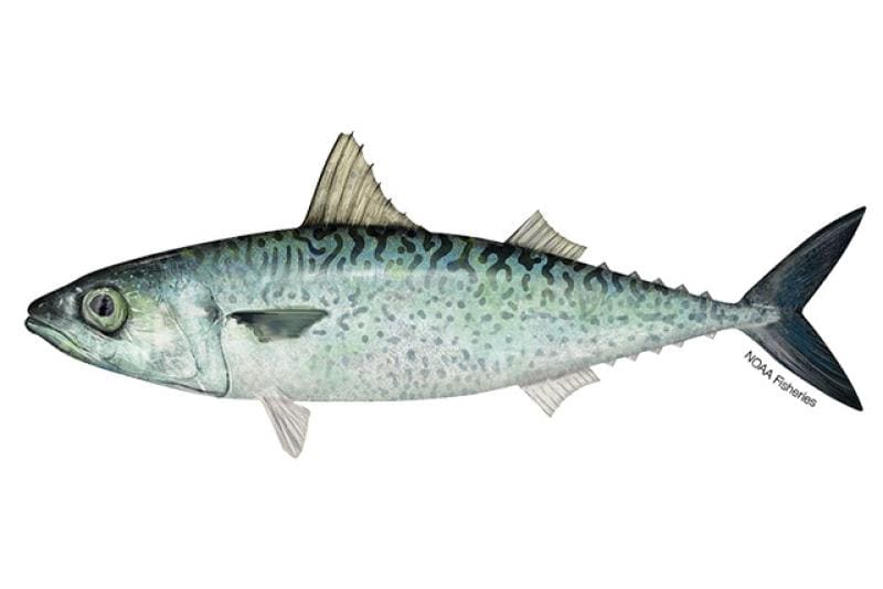 Atlantic Chub Mackerel (Scomber colias) — Ocean City, Maryland