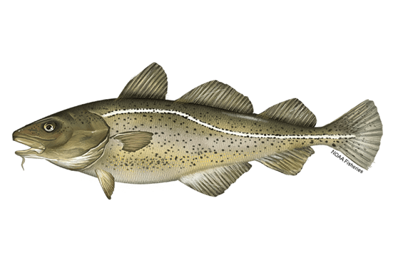Atlantic Cod (Gadus morhua) — Ocean City, Maryland