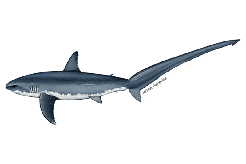 Atlantic Common Thresher Shark (Alopias vulpinus) — Ocean City, Maryland