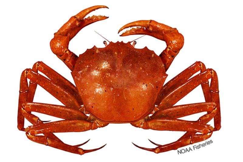 Atlantic Deep-Sea Red Crab (Chaceon quinquedens) — Ocean City, Maryland