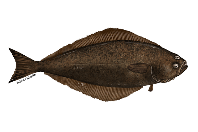 Atlantic Halibut (Hippoglossus hippoglossus) — Ocean City, Maryland