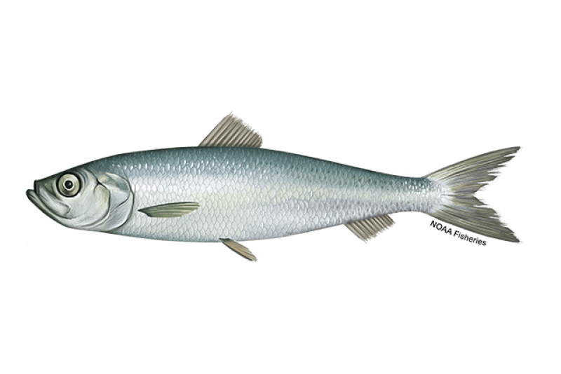 Atlantic Herring (Clupea harengus) — Ocean City, Maryland