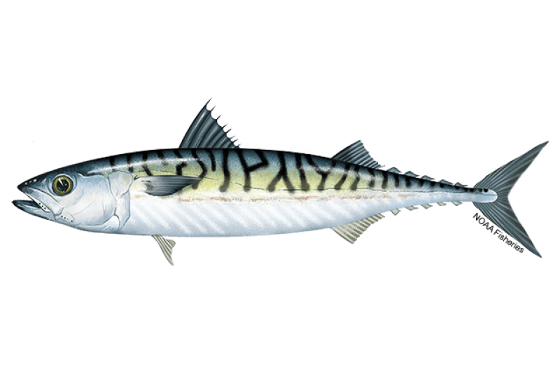 Atlantic Mackerel (Scomber scombrus) — Ocean City, Maryland