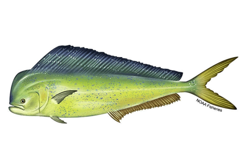 Atlantic Mahi Mahi (Coryphaena hippurus) — Ocean City, Maryland