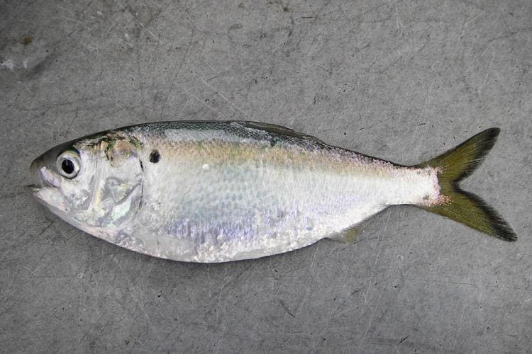 Ocean City Baitfish