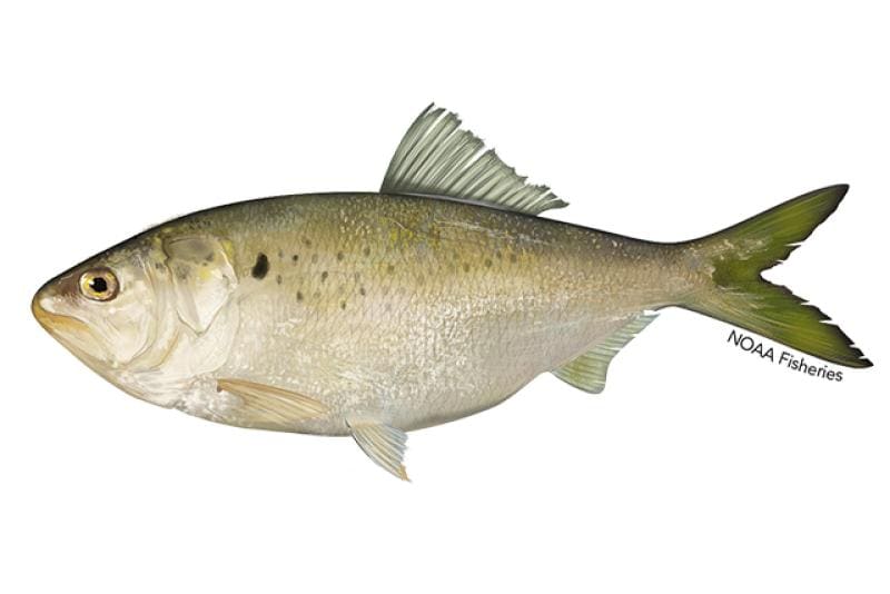 Atlantic Menhaden (Brevoortia tyrannus) — Ocean City, Maryland