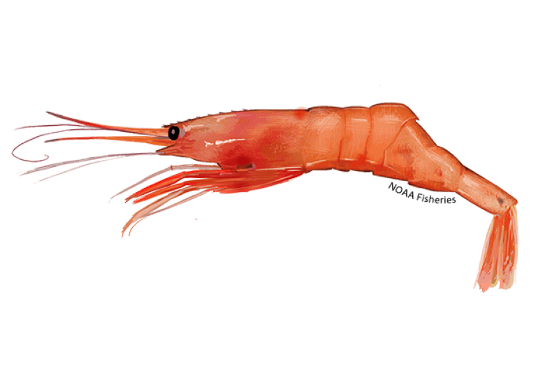 Atlantic Northern Shrimp (Pandalus borealis) — Ocean City, Maryland