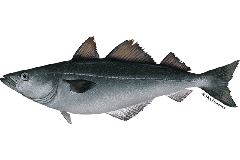 Atlantic Pollock (Pollachius virens) — Ocean City, Maryland
