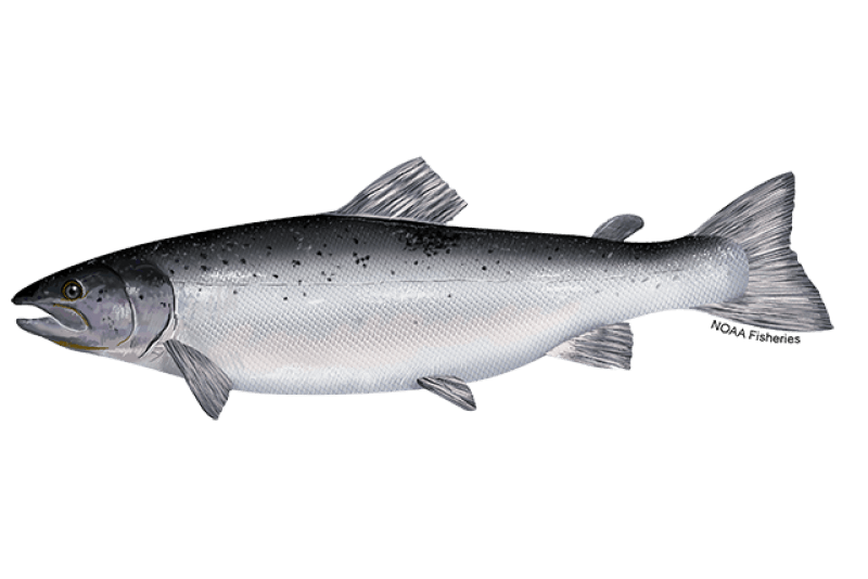 Atlantic Salmon (Salmo salar) — Ocean City, Maryland