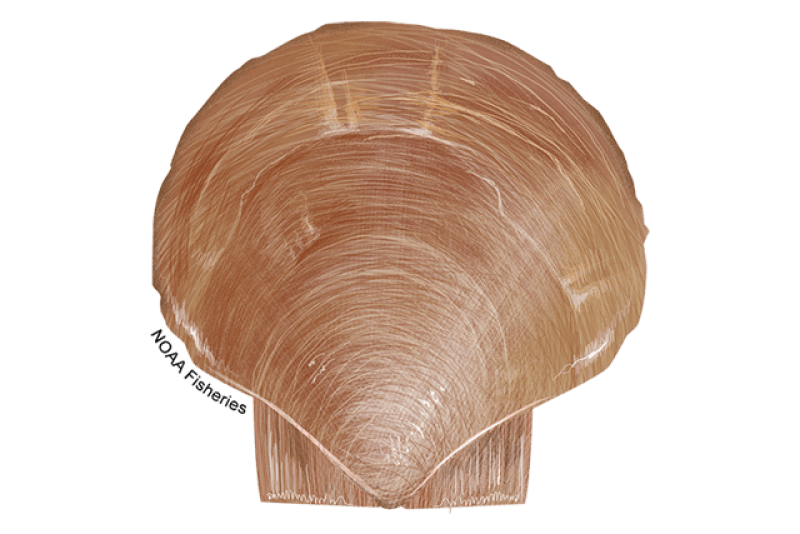 Atlantic Sea Scallop (Placopecten magellanicus) — Ocean City, Maryland