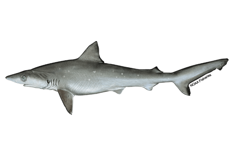 Atlantic Sharpnose Shark (Rhizoprionodon terraenovae) — Ocean City, Maryland