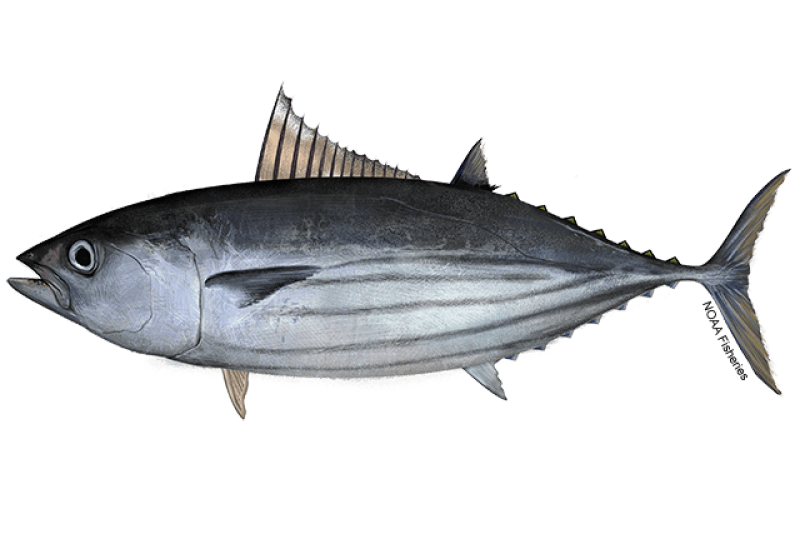 Atlantic Skipjack Tuna (Katsuwonus pelamis) — Ocean City, Maryland