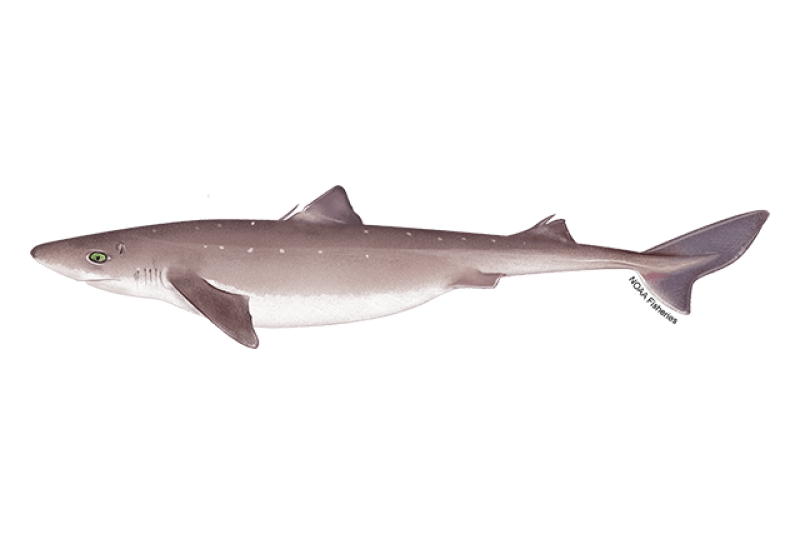 Atlantic Spiny Dogfish (Squalus acanthias) — Ocean City, Maryland
