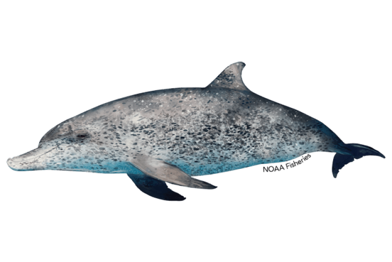 Atlantic Spotted Dolphin (Stenella frontalis) — Ocean City, Maryland