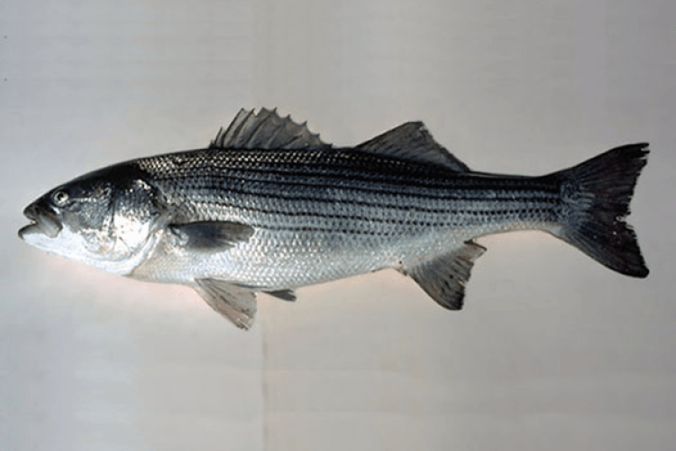 Ocean City Rockfish