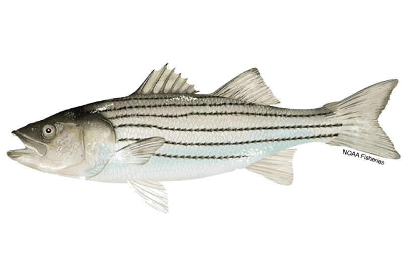 Atlantic Striped Bass (Morone saxatilis) — Ocean City, Maryland