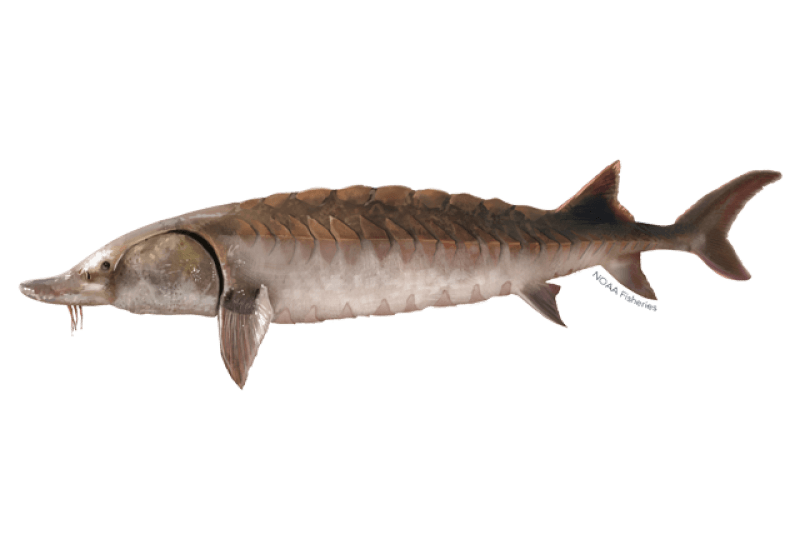Atlantic Sturgeon (Acipenser oxyrinchus oxyrinchus) — Ocean City, Maryland