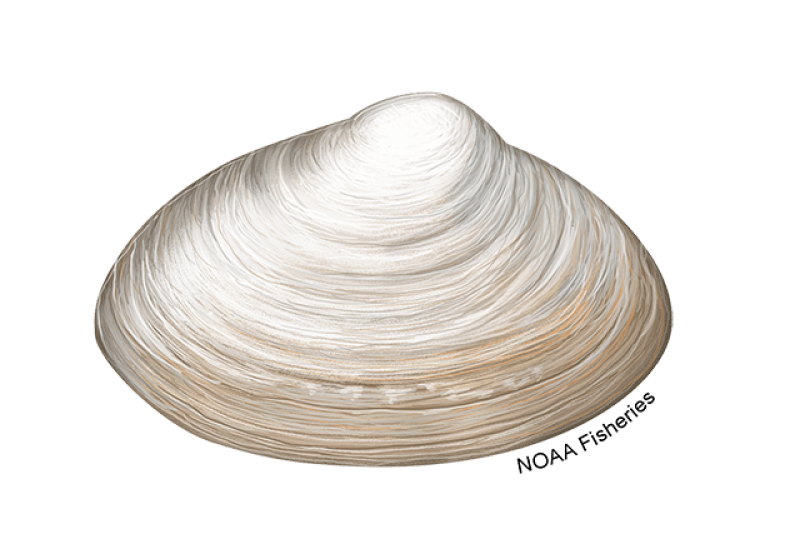 Atlantic Surfclam (Spisula solidissima) — Ocean City, Maryland