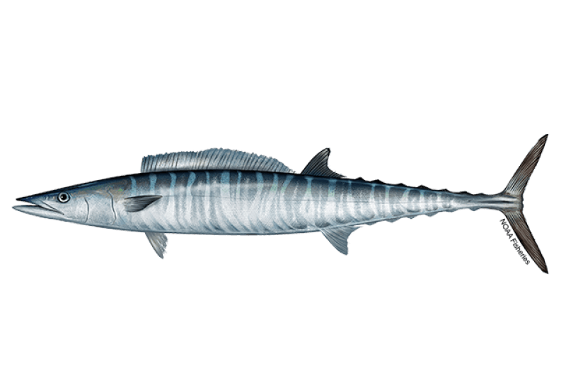Atlantic Wahoo (Acanthocybium solandri) — Ocean City, Maryland