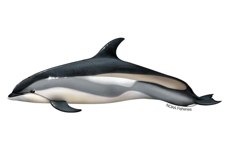 Atlantic White-Sided Dolphin (Lagenorhynchus acutus) — Ocean City, Maryland